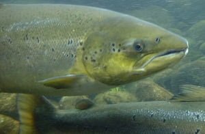 Salmón del Atlántico (Fuente: NVH)
