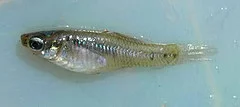 Cnesteredon decenmmaculatus (Fuente: Flickr)