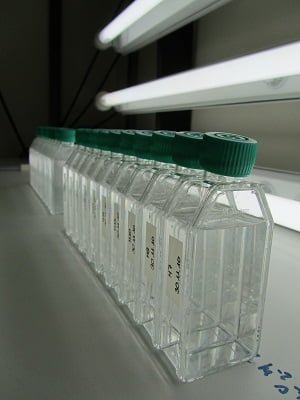 Experimentos sobre evolución a largo plazo indican que el fitoplancton puede adaptarse a la acidificación del océano Culture bottle in the lab. Photo: Kai Lohbeck, GEOMAR