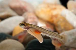 Primeros salmones eclosionados en IMARES en Yerseke – Holanda (Foto: Yoeri van Es).