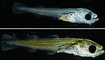 Investigación sobre el bacalao se fortalece larvas-bacalao