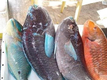 Nueva investigación muestra el incremento en el interés por consumir seafood sostenibles Peixes_mercado_foto_Joao_Luiz_Gasparini