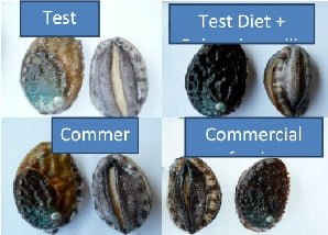 Efecto notable de las dietas sobre la composición de la carne y pigmentación de la concha de abalón abalon-oceanic-institute