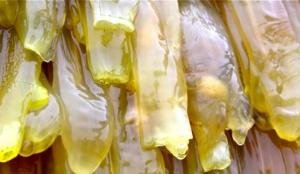 Tunicados son adecuados para la producción de biocombustibles y alimentar salmones cultivo-de-tunicados-en-noruega