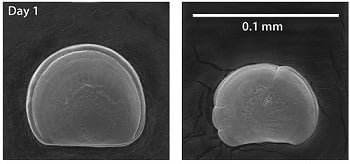 Acidificación del océano mata a las ostras inhibiendo la formación de la concha Semilla de ostra del Pacífico de 1 día de edad. (Crédito: George Waldbusser y Elizabeth Brunner)