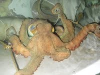 Agricultura da un gran paso en las investigaciones para conseguir una dieta formulada para el engorde de pulpo TesisPulpo2