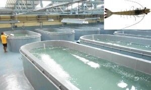 Vídeos y presentaciones de CTSA disponibles para el público en general 1 L vannamei BMC facility