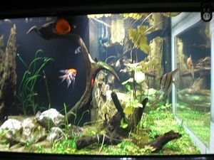 Publican opinión científica sobre cantaxantina como aditivo de los alimentos en peces ornamentales Acuario