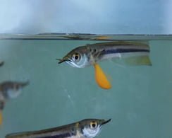 Arawana (Fuente: Proexport Colombia)