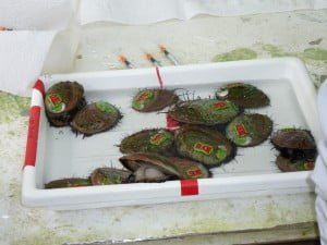 Descubren aspectos genéticos heredables del abalón rojo que ayudarían a mejorar su valor comercial Abalones_programa_mejoramiento-300×225-Ceaza