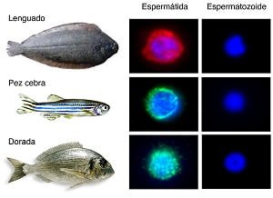 Mecanismo hormonal que controla la formación de espermatozoides podría ayudar a esclarecer las causas de la infertilidad en peces photo-project-esp