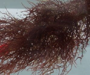 UCN publica manual de cultivo del Chondracanthus chamissoi yuyo-chile