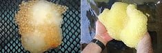 Utilizan una mezcla del vinagre y agua oxigenada para eliminar los hongos de los huevos de peces 1 A. Huevos de Bagre sin tratar. B. Huevos de Bagre tratados.