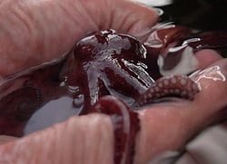 Cultivo de pulpo: innovación tecnológica con trascendencia ecológica y social pulpomaya