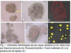 Identifican protistas como fuente de PUFAs alternativo al aceite de pescado Thraustochytridos
