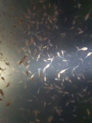 ¿Sigue la totoaba en peligro de extinción? Juveniles de Totoaba