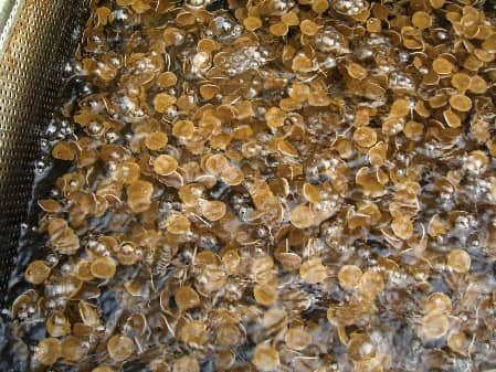 Nitrification by means of Mutag BioChip 30™ RAS Process in a fish farm Nitrification by means of Mutag BioChip 30™ RAS Process in a fish farm