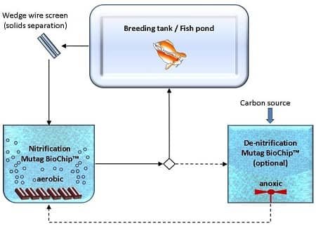 Scheme: Mutag BioChip 30™ RAS Process  Scheme: Mutag BioChip 30™ RAS Process