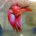 reproduccion peces betta