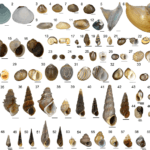 Caracoles ornamentales de agua dulce