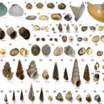 Caracoles ornamentales de agua dulce