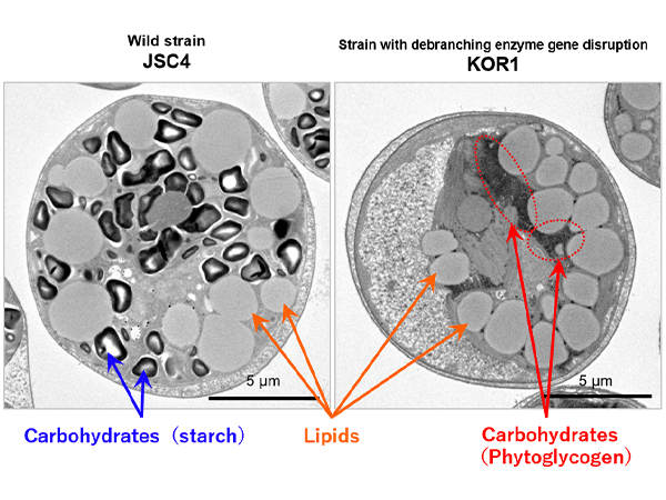 Microalgae biofuels: Changing carbohydrates into lipids lipid-production-microalgae