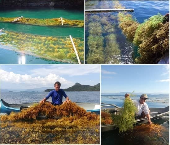 Figura 12. Cosecha de Kappaphycus alvarezii a los 60 días de cultivo - Isla Grande - RJ. Cortesía: Domingos Savio