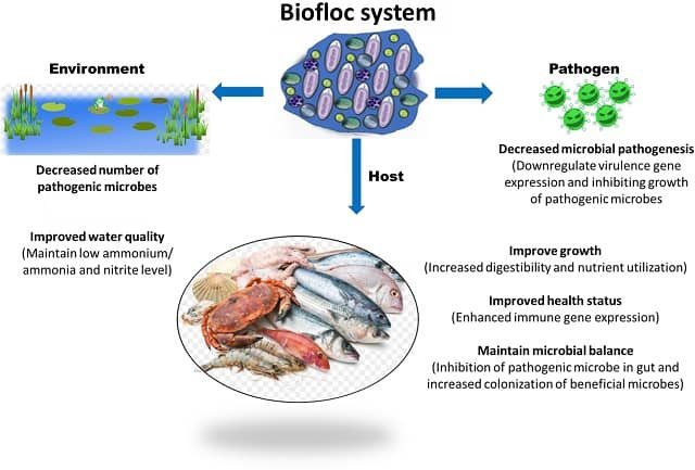 Fig. El rol potencial del sistema biofloc en el huésped, patógenos y ambiente en una instalación de cultivo. Fuente: Kumar et al (2021).