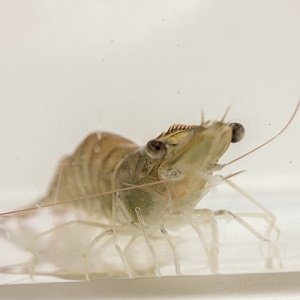 Shrimp Litopenaeus vannamei