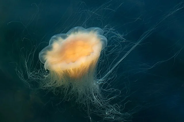 La medusa más grande del mundo "Melena de León" Cyanea capillata