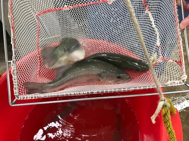 Alimento “sin pescado” para la lobina negra es factible y viable 1 Juveniles de lobina negra en la red como parte del estudio de alimentación “sin pescado”