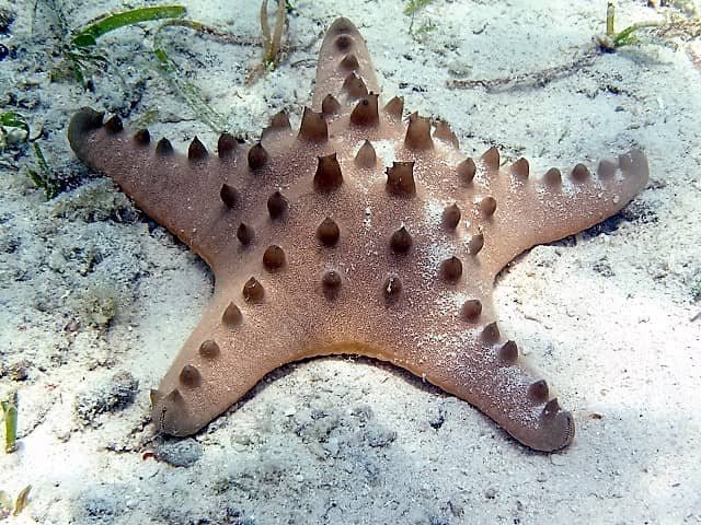 Estrella de mar "chocolate chips" (Protoreaster nodosus)
