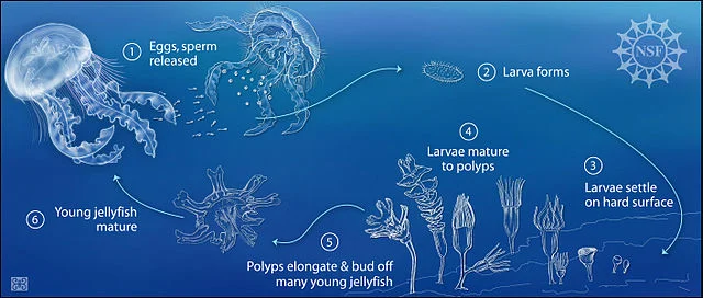 Ciclo de vida de las medusas