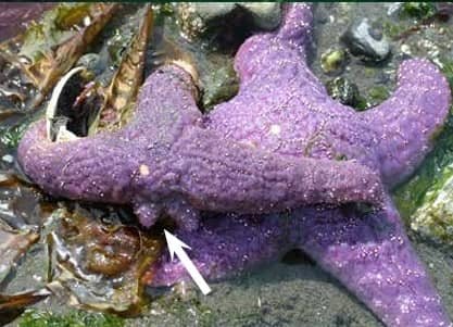 Starfish Regenerating Two Arms. Source: Seattle Aquarium.