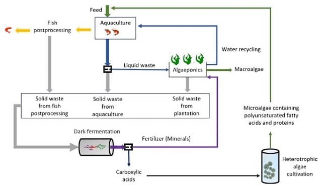 ¿Cómo mejorar la economía circular en la industria camaronera? 1 Concepto de una acuacultura circular de camarones combinado con la producción de alimentos y la gestión de efluentes. Fuente: Carvalho et al (2022)