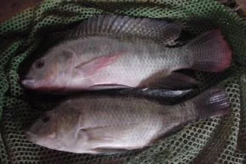 Tilapia genetics: keys for the identification and improvement of commercial stocks 1 tilapiaSanmartin.jpg