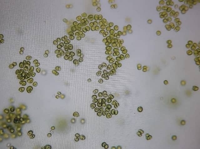 Simulador del cambio climático para comprobar los efectos de las altas temperaturas en las microalgas 1 Chlamydomonas reinhardtii