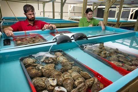 University leading $14 million effort to produce more resilient oysters 1 Lo spat