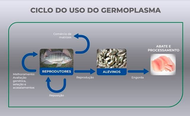Uso del germoplasma en TilaPlus