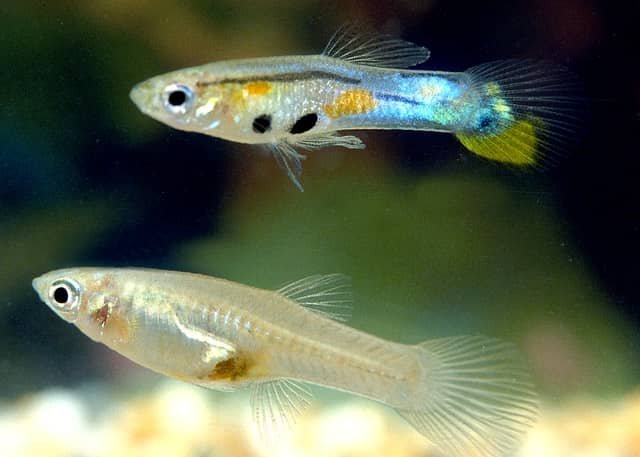 peces guppys macho hembra