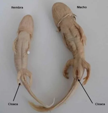 dimorfismo sexual ajolotes mexicanos