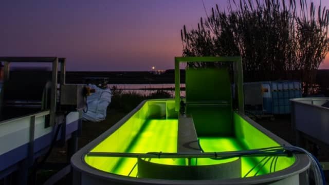 What are the benefits of led lighting in microalgae cultivation? 1 raceways microalgae