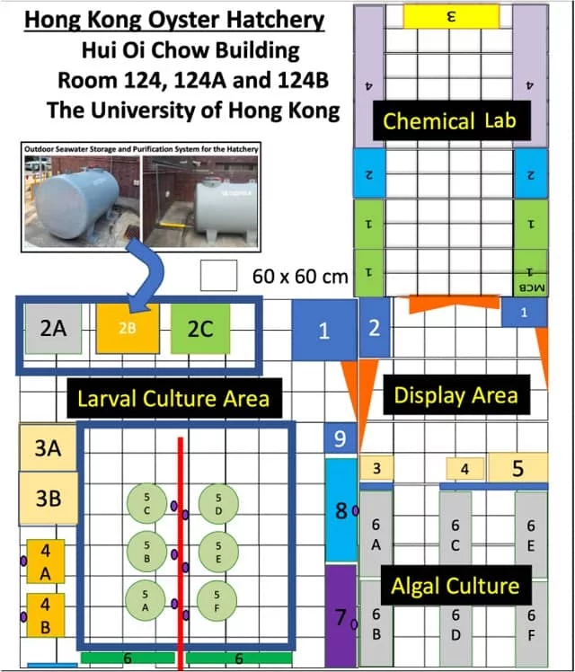 HKU marine scientists join hands with local oyster industry to set up the first oyster hatchery in Hong Kong, cultivating native seeds to sustain oyster aquaculture Hong-Kong-Oyster-Hatchery