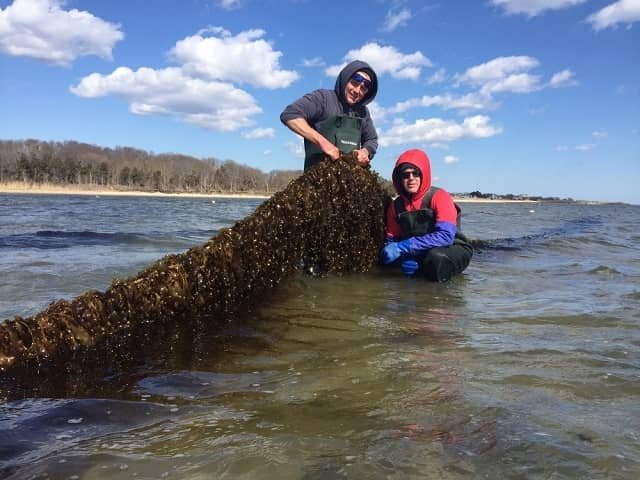 SBU Study Shows Kelp Can Reduce Ocean Acidification and Protect Bivalves 1 Mike Doall and oyster farmer Paul McCormick with kelp grown on the Great Gun oyster farm. Photo provided by Christopher Gobler.