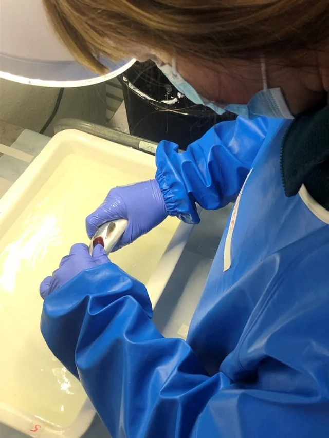 Researcher Mette Breiland examines the gills of a fish. Fish with amoebic gill disease have white mucous patches on their gills. Photo: Carlo C. Lazado/Nofima.