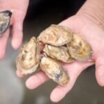 UGA helps coastal communities plan for a resurgence in Georgia’s oyster industry