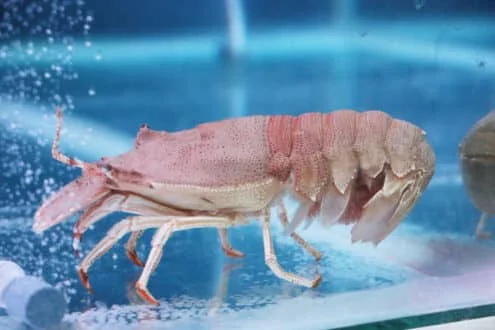 Slipper lobster, one of the lobster species traded in the Phillipines that is now the subject of studies at SEAFDEC/AQD in Tigbauan, Iloilo. Photo by JF Aldon