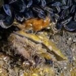 New tool to drive restoration of historic native oyster reefs New tool to drive restoration of historic native oyster reefs