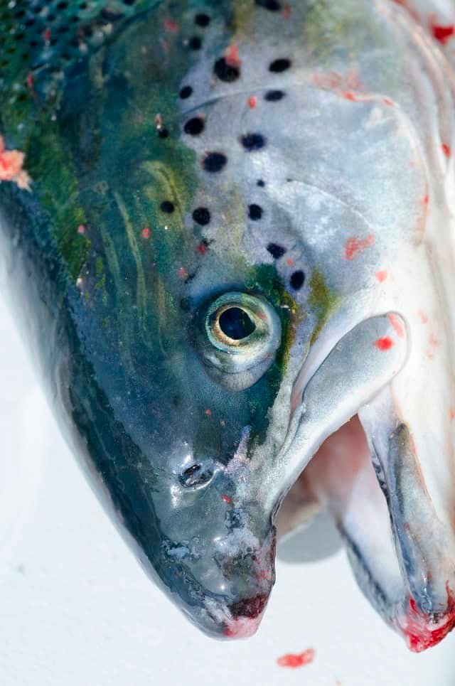 Parásitos afectan al salmón de varias maneras 1 La salud de los peces también tiene importancia económica para la industria acuícola. Foto: Martin Nielsen, HoloFish