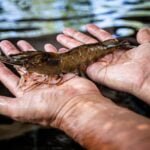 University of Guam building aquaculture expertise through internships University of Guam building aquaculture expertise through internships